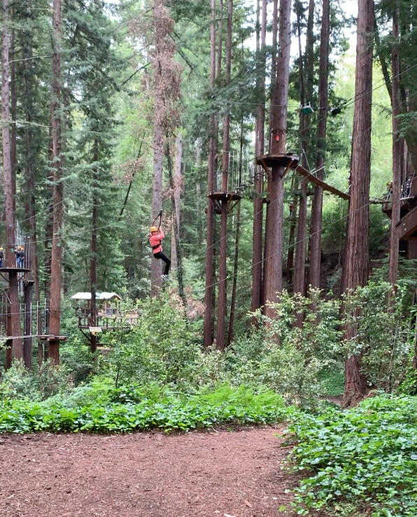 Emily Mitnick descending the zipline with huge redwood in the background.