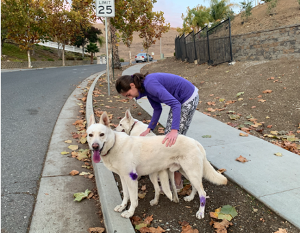 Emily Judith Mitnick holding white dogs on the way home.